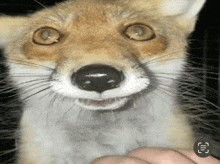 a close up of a fox 's face with a person 's hand behind it