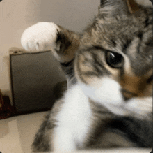 a close up of a cat 's paw looking at the camera