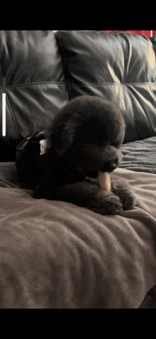 a small dog laying on a couch eating a bone