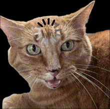 a close up of a cat 's face with a circle of circles on it
