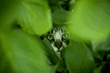 a cat peeking out from behind a leafy bush