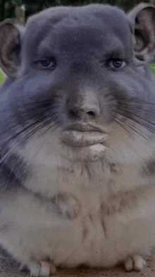 a chinchilla with a human face is sitting on the ground .