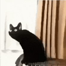 a black cat with white eyes is sitting on a chair .