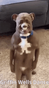 a dog is standing on its hind legs and smiling .