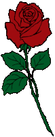 a red rose with green leaves on a long stem