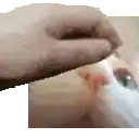 a person is touching a cat 's face with their hand .