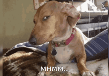 a dog laying on a bed with the words mhmm written on the bottom