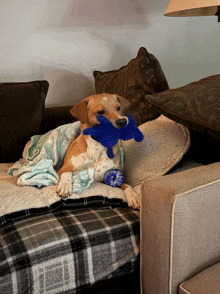 a dog laying on a couch with a blue toy