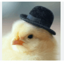 a chicken wearing a black top hat with a bow