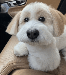 a small white dog is sitting in a car seat and looking at the camera