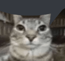 a close up of a cat 's face with a blurred background .