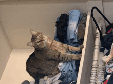 a cat is sitting in a closet full of clothes and looking up