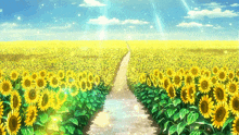 a path through a field of sunflowers with the sun shining through the clouds