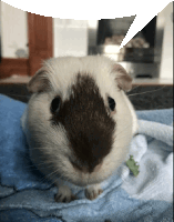 a brown and white guinea pig laying on a blue blanket