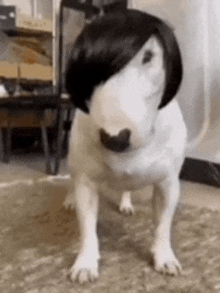 a bull terrier wearing a black wig is standing on a carpet .