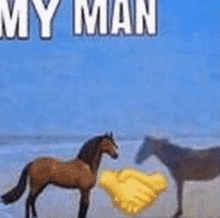 two horses shaking hands on a beach with the words " my man " on the bottom