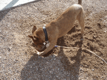 a brown dog with a black collar is digging in the ground