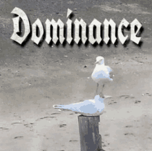 two seagulls standing on a post with the word dominance written above them