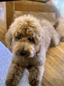 a small brown dog is laying on a wooden floor and looking at the camera