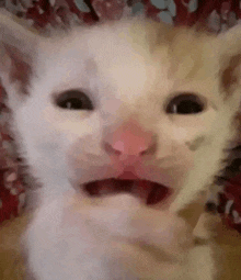 a close up of a cat with its mouth open and a pink nose .