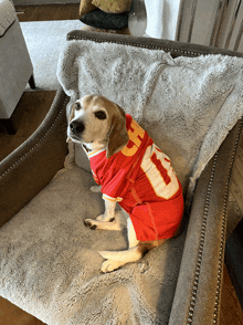 a dog wearing a red jersey with the number 11 on it sits on a chair