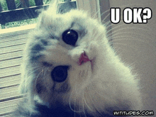 a close up of a cat with a caption that says u ok ?