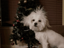 a white dog is sitting in front of a christmas tree