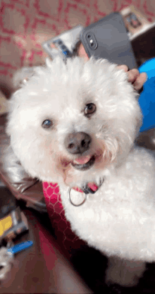 a small white dog with a red collar is looking at the camera