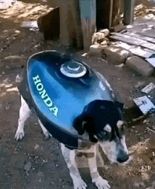 a dog is wearing a blue honda motorcycle tank .