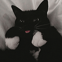 a black and white cat with its tongue hanging out
