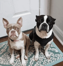 two boston terriers are sitting on a rug next to each other .