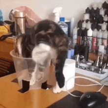 a cat is sitting in a plastic container on a desk next to a mouse .