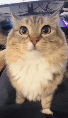 a close up of a cat 's face with a computer monitor in the background