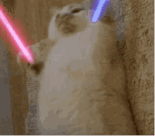 a cat is playing with two lightsabers on a carpet .