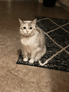 a cat is sitting on a rug on the floor and looking at the camera