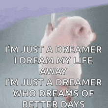 a picture of a pig with the words i 'm just a dreamer i dream my life away