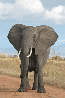 a large elephant standing on a dirt road with its trunk extended