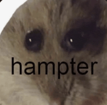 a close up of a hamster 's face with the word hampter above it