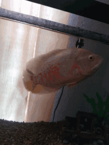 a fish with red spots is swimming in a fish tank