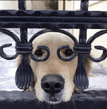 a close up of a dog 's face behind a fence with the letter g on it