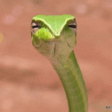 a close up of a green snake looking at the camera with a brown background