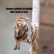 a bird sitting on a feeder with the words " shoves cookies in mouth " above it