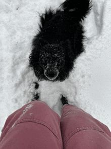 a black dog covered in snow is standing next to a person in pink pants