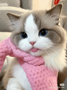 a brown and white cat wearing a pink scarf is sticking out its tongue .