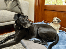 a black dog laying on a blue blanket next to a smaller dog