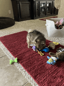 a dog playing with toys on a red rug in a living room