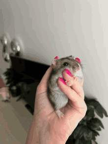 a woman holds a small hamster with pink nails