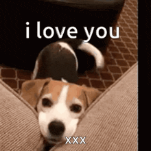 a dog is laying on a couch with the words `` i love you xxx '' written above it .