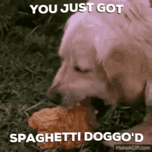 a dog eating a piece of spaghetti with the caption " you just got spaghetti doggo 'd "