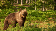 a large brown bear is standing in a field of greenery